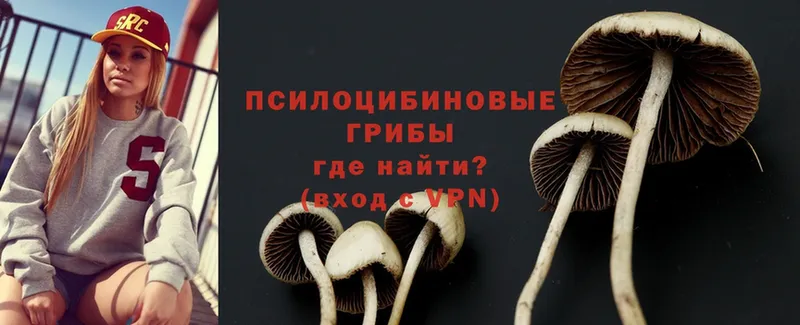 Галлюциногенные грибы Magic Shrooms  блэк спрут маркетплейс  Киселёвск  закладки 